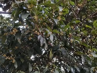 桂花飘香