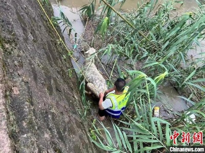梅雨致浙江部分江河水位上涨 多方救援力量守护生命-中新网
