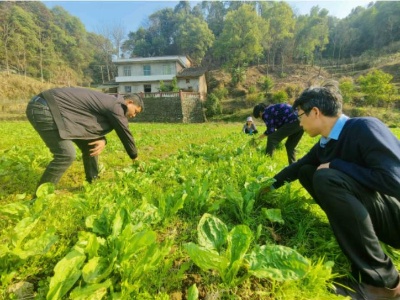 【“三比三争”践行动】金瑞镇：特色中药材种植迈出乡村振兴新步伐
