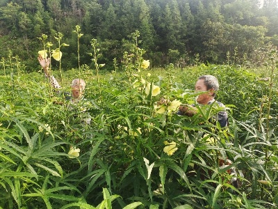 【“三比三争”践行动】袁州区金瑞镇：又是一年丰收季 药香四溢采摘忙
