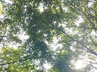 树