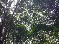树