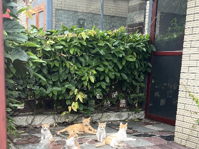 猫咪