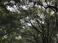 树