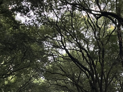 树