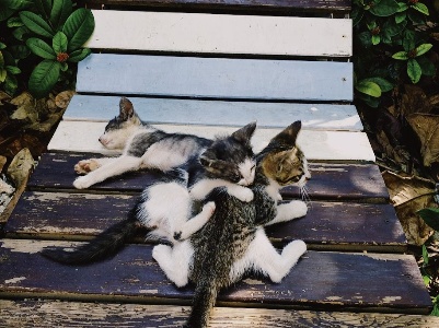 猫