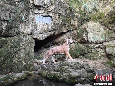 杭州西湖石虎重现“英姿” 曾“链接”几代人记忆-中新网