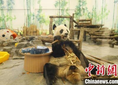 湖南凤凰老年大熊猫“龙昇”吃蛋糕喜过重阳-中新网