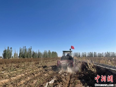 青海格尔木土豆丰收助村民增收致富-中新网