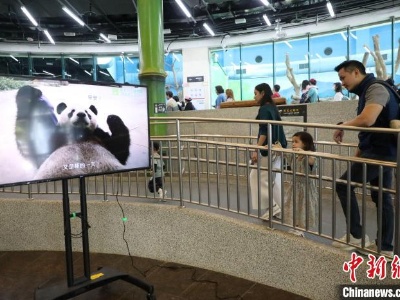 大陆赠台大熊猫“团团”离世一周年 台湾民众缅怀-中新网