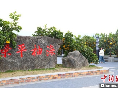 重庆梁平：“柚”是一年好“丰”景-中新网