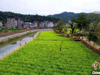 （新春走基层）福建永定：油菜花开引客来-中新网