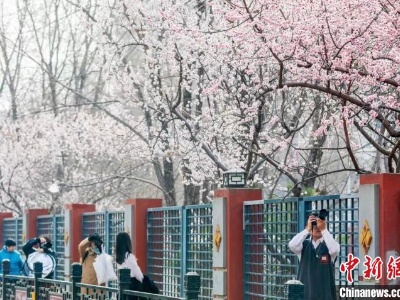 北京推出132处公园赏花片区 丰富民众出游体验-中新网