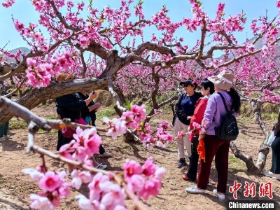 春至“三河间” 青海海东花带“流量”农户忙-中新网