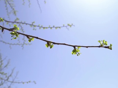 《遇春分 探春趣》