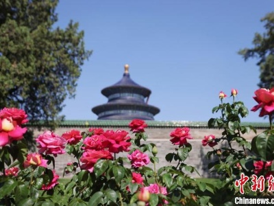北京天坛月季展开幕 万余棵月季古坛绽芬芳-中新网