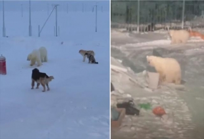 俄罗斯两北极熊幼崽被送回栖息地后 走600公里返回寻找恩人