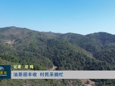 油茶迎丰收 村民采摘忙