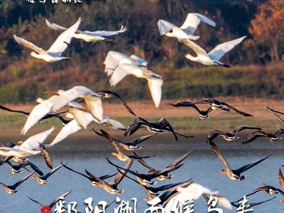江西是个好地方丨九江市湖口县鄱阳湖候鸟