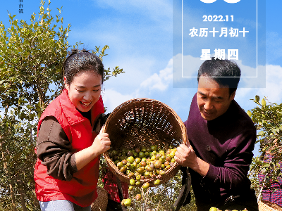 江西是个好地方丨宜丰县石市镇茶油丰收季