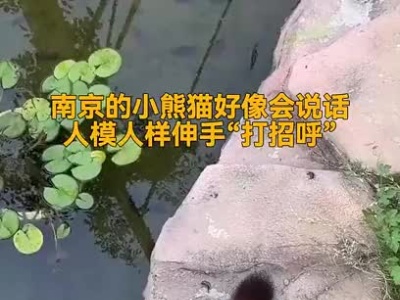 南京的小熊猫好像会说话，人模人样伸手“打招呼”