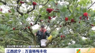 央视《中国三农报道》播发丨瓜果情报站 江西武宁：万亩杨梅丰收
