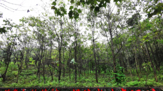 【8•1早安|九江】九江市民购房款直存房企专用监管账户；九江市又一批风电、光伏项目纳入省级规划库；上半年九江市实现外贸进出口总值461.2亿元