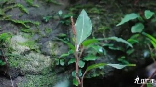 【8•19早安|九江】九江这个县上榜；第三届庐山国际爱情电影周主题盛典筹备就绪