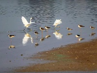 江西都昌：黑翅长脚鹬现身鄱阳湖