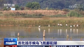 【央媒看九江】央视《新闻直播间》播发|江西 首批越冬候鸟飞抵鄱阳湖