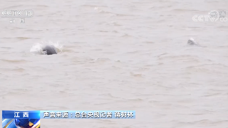 【央媒看九江】央视《朝闻天下》播发|江西 鄱阳湖水位下降 记者采访偶遇江豚