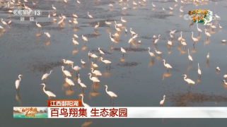 【央媒看九江】江西鄱阳湖：百鸟翔集 生态家园