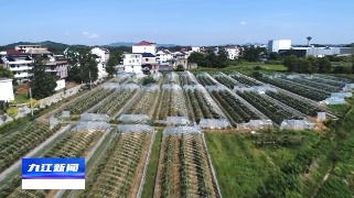 聚焦三农出“粮”方 激活乡村振兴“源动力”