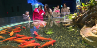 九江湖口：春节假期畅游水底世界