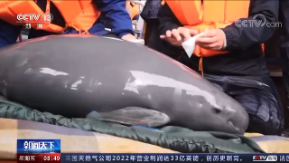 【央媒看九江】央视播发|江西 鄱阳湖长江江豚第五次迁地保护开始实施