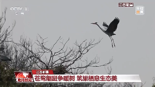 【央媒看九江】央视关注苍鹭在九江都昌筑巢栖息