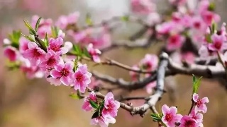 【03•13早安丨九江】花朝节来了；庐山交通索道设备例行保养的通告；这些地方将改造升级！
