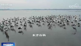 【央媒看九江】今天，央视密集报道九江鄱阳湖候鸟北归