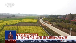 【央媒看九江】央视《共同关注》关注九江油菜花开美景
