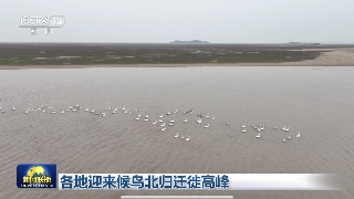 【央媒看九江】央视《新闻联播》播发|各地迎来候鸟北归迁徙高峰