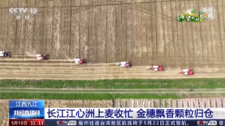 【央媒看九江】央视《新闻直播间》关注九江柴桑区江洲镇小麦收割忙