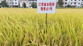 【05•22早安丨九江】“5·20”九江市共办理婚姻登记619对；庐山交通索道年度检修要开始了