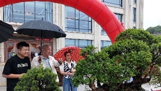 九江市首届盆景 观赏石展举行