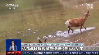 【央媒看九江】央视《共同关注》报道九江彭泽生态环境持续向好 桃红岭保护区梅花鹿频频“露脸”
