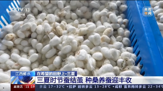 【央媒看九江】央视《新闻直播间》播出修水三夏时节蚕结茧 种桑养蚕迎丰收