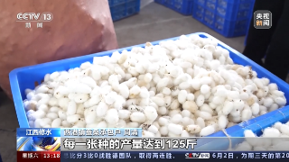 【央媒看九江】央视《新闻直播间》关注修水蚕茧开秤收购工作