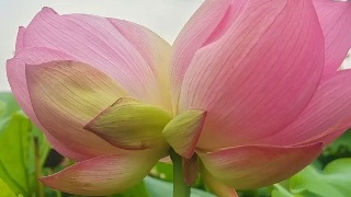 【07•19早安丨九江】九江这项评价考核在全省第一；“并蒂莲”在柴桑区连续6年盛放；江西省“三支一扶”考试成绩公布