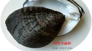 【08•09早安丨九江】九江中心城区开展不文明交通行为专项整治；九江首次发现“国保”级蚌类物种；“赣服通”这项服务暂停办理！
