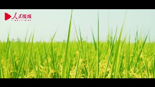 跟着总书记看中国——宁夏篇 贺兰山下稻花香