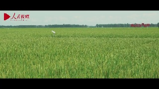 跟着总书记看中国——黑龙江篇 黑土稻香建三江
